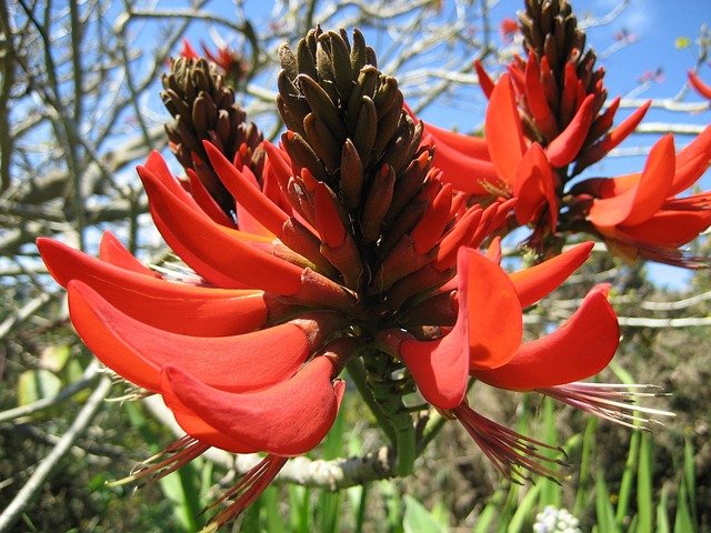 Erythrine rouge